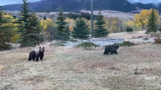 Grizzly bear management may change following election [upl. by Emmi]