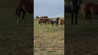 Morning at the waterhole for Salt Wells Creek wildhorses [upl. by Adnulahs]