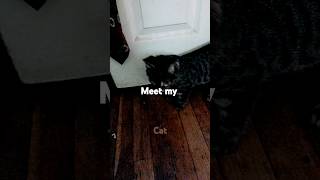 Meeting cat [upl. by Pals]