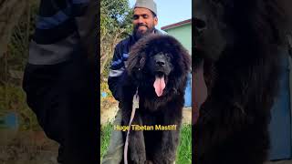 Tibetan Mastiff Dog Breedtibetanmastiff tibetanmastiffpuppies tm dog doglove [upl. by Atnauqahs3]