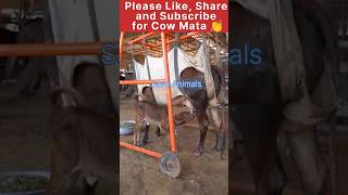 Mai re Mai re tere bin Adhura raha 🙏😢😡 cow animals help maa [upl. by Janerich828]