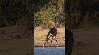 Giraffe drinking water giraffe water drink aw technique jungle lake nature wildlife HA55009 [upl. by Rockefeller]