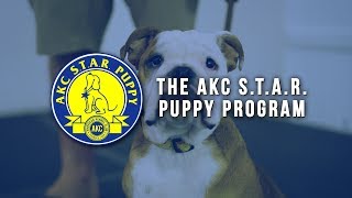 AKC STAR Puppy Program [upl. by Draude305]