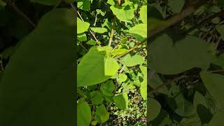 🌿 Identifying Japanese Knotweed in MidMay 🌸 [upl. by Amitak]