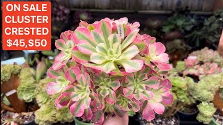 10924 ON SALE CRESTED CLUSTER AEONIUM GOOD PRICE  BÁN SEN ĐÁ  Lele 408 883 5495 [upl. by Aititil]