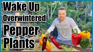 How to Grow Peppers or Chilies from OverWintered Plants [upl. by Atnad725]