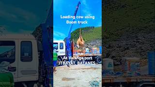 Loading cow using Boom truck at Valanga port ITBAYAT BATANES [upl. by Adnuhs]