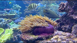 A flooded LFS amp a visit to the Long Island Aquarium [upl. by Edialeda]