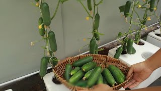 Unbelievable Results  New Method of Growing Cucumbers in Styrofoam Boxes at Home garden [upl. by Kokoruda4]