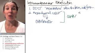 Bone  Cartilage 4 Intramembranous ossification [upl. by Dupaix]