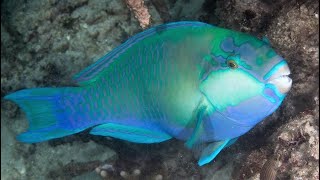 Facts The Parrotfish [upl. by Osyth]