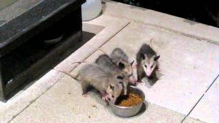 Possums Eating Catfood [upl. by Schonthal]