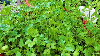 How to grow Italian Parsley from Seed [upl. by Akemeuwkuhc]