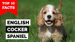 English Cocker Spaniel  Top 10 Facts [upl. by Irmina]