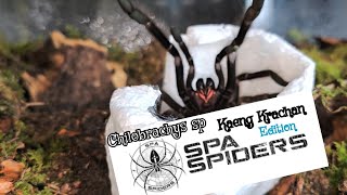 SpaSpiders Unboxing  Kaeng krachan Edition beast unboxing fyp subscribe [upl. by Roban]