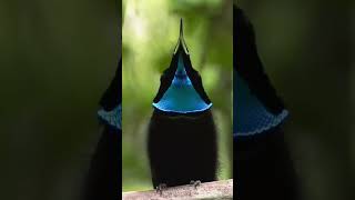 Beautiful Magnificent Riflebird Call bdwildbird [upl. by Gretchen]