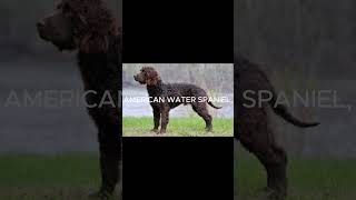 AMERICAN WATER SPANIEL American Water Spaniel vs Other Spaniel Breeds What Sets Them Apart [upl. by Yanaj326]