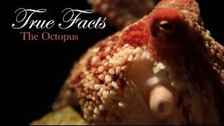 True Facts About The Octopus [upl. by Jessabell306]