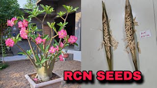 RCN Seeds Harvested  How to buy adenium seeds adenium arabicum seed  Fresh ADENIUM SEED is ready [upl. by Meid]