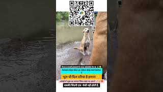 Please 🙏🥺 shortvideo doglover animalpetcare cuteanimal love puppielove cutepet motivational [upl. by Symon]