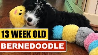 Day In The Life Of A BERNEDOODLE Puppy 🐶  13 Weeks Old [upl. by Marget]