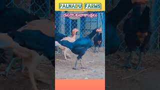 Beemavaram top quality hen music love lovesong birds rooster chicken viralshorts [upl. by Travus]