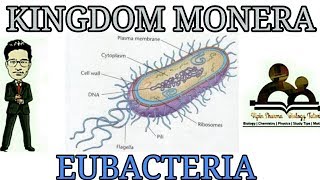 Detailed account of Eubacteria with structure and tricks for NEET AIIMS JIPMER [upl. by Laden]