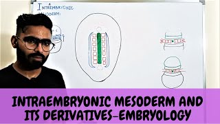 INTRAEMBRYONIC MESODERM AND ITS DERIVATIVES  EMBRYOLOGY [upl. by Bikales]