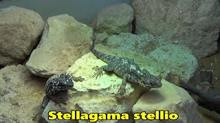 De hardoen  Stellagama stellio [upl. by Nylsoj]