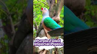 ShortsReelsPurpleTailedImperialPigeon sikderpigeonbd foryou pigeon shorts reels animals [upl. by Neel]