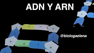 ADN y ARN  Biología  Conceptos Básicos  Biomoléculas  Macromolécula [upl. by Moffit]