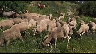 Ovejas y cabras trashumantes cruzan estos días Guadarrama [upl. by Ocer]