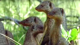 Banded Mongooses Raising Their Young  Bands on the Run  BBC Earth [upl. by Notsahc998]