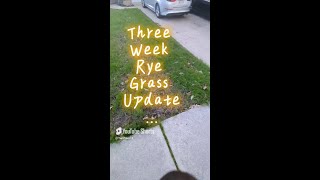 Rye Grass Three Week Update ryegrass lawncare grass [upl. by Thatch]