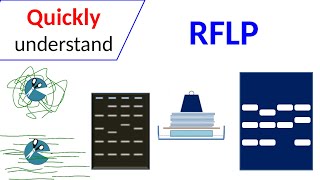 RFLP  Restriction Fragment Length Polymorphism [upl. by Aititil]