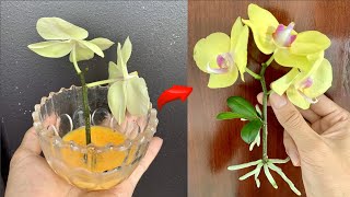 Know this secret You can propagate thousands of orchids at will [upl. by Salisbury]