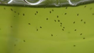 How to Breed Seed Shrimp Ostracoda [upl. by Anavi]