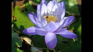 Nymphaea Gigantea 熱帯スイレン ブルー･ギガンティアの開花動画 [upl. by Aissenav]