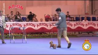 BEST IN SHOW CACHORROS EXP INT CANINA PRIMAVERA MADRID 2016 [upl. by Terryl318]