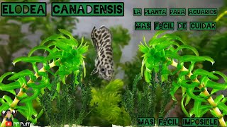 Elodea Canadensis plantasparaacuarios plantasacuáticas [upl. by Eimmot]