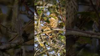 Meadow Pipits are beautiful Autumn birds shorts [upl. by Lossa869]