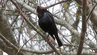 Understanding Brownheaded Cowbirds [upl. by Erreid25]