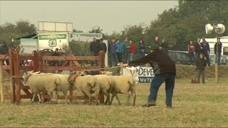 Sheep Dog Trials [upl. by Rudwik]