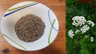 How To Harvest And Prepare Valerian Root For Use As Herbal Medicine [upl. by Roselyn634]