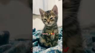 Kucing ngantuk kucingviral [upl. by Rafiq300]