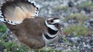 Killdeer Distress CallsDisplay [upl. by Haeel]