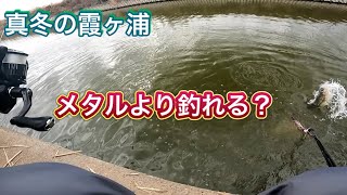 【1月】冬はこれで決まりだな！【バス釣り】【霞ヶ浦水系】 [upl. by Zarihs]