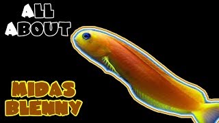 All About The Midas Blenny [upl. by Coffeng951]