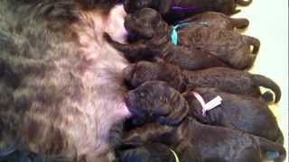 Nestje 2013  Week 0 video 1  Freonskip Australian Labradoodles [upl. by Raynard977]