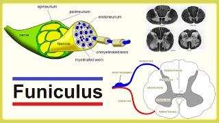 funiculus [upl. by Haldis]